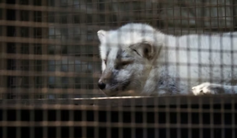 Runaway Pet Fox 'Princess of Chaos' Nabbed After Wild Two-Week Columbus Hunt