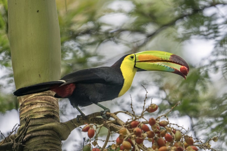Runaway Toucan Turns Northwest Las Vegas Into A Wild Goose Chase