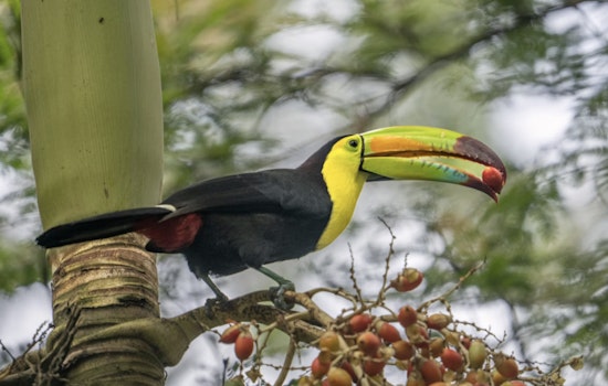 Runaway Toucan Turns Northwest Las Vegas Into A Wild Goose Chase