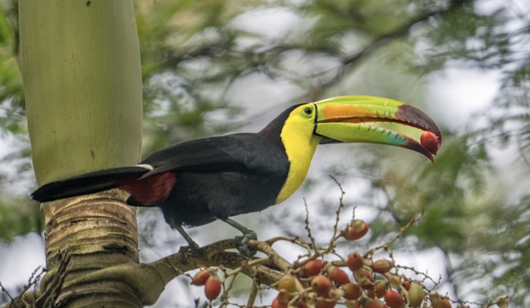 Runaway Toucan Turns Northwest Las Vegas Into A Wild Goose Chase