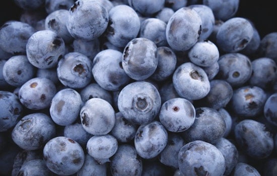 Salem Blueberry Giant Yanks 55,000 Pounds Over Listeria Scare