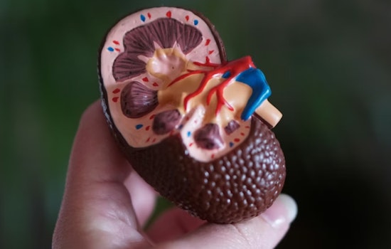 San Diego Biotech’s ‘Molecular Glue’ Hits First Kidney Cancer Patient