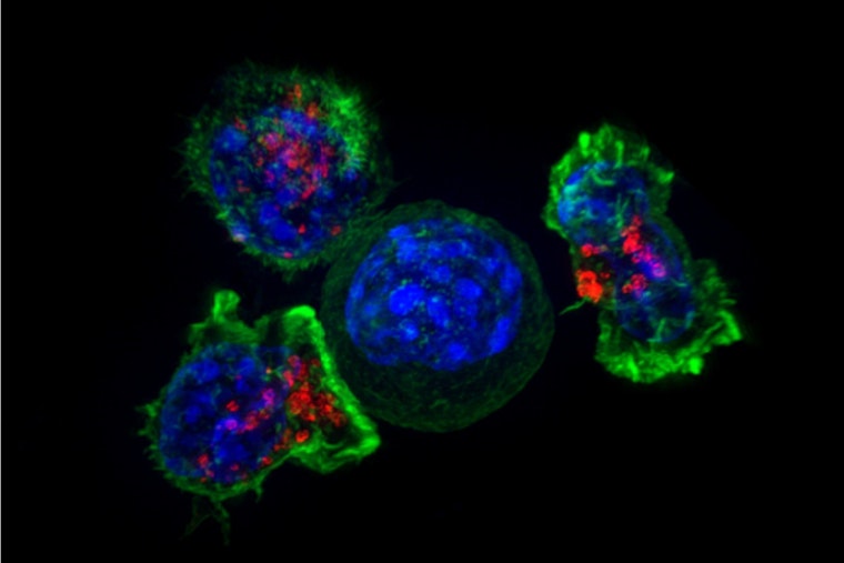 San Diego Labs Flip T Cell Kill Switches In High-Stakes Cancer Fight
