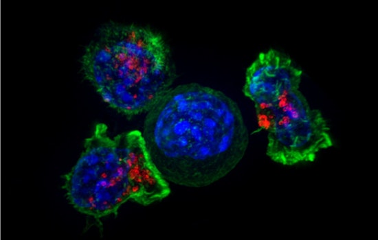 San Diego Labs Flip T Cell Kill Switches In High-Stakes Cancer Fight
