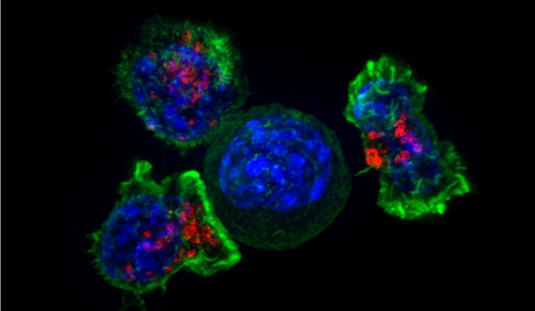 San Diego Labs Flip T Cell Kill Switches In High-Stakes Cancer Fight