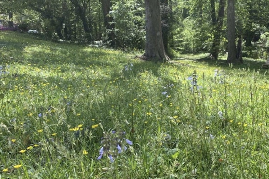 San Francisco Takes a Break from Mowing to Save Pollinators with Raleigh's "Low-Mow Spring" Initiative