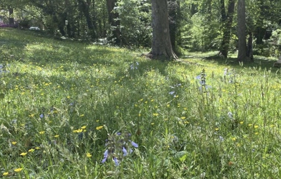 San Francisco Takes a Break from Mowing to Save Pollinators with Raleigh's "Low-Mow Spring" Initiative
