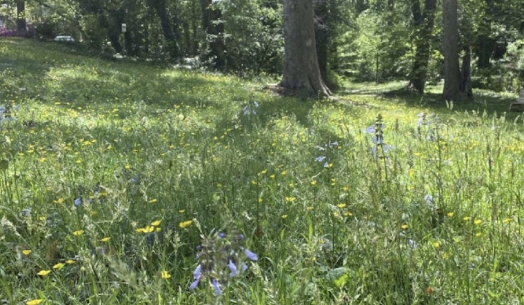 San Francisco Takes a Break from Mowing to Save Pollinators with Raleigh's "Low-Mow Spring" Initiative