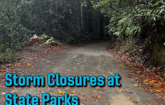 Santa Cruz Redwoods Lock Up as Fierce Pacific Storm Roars In