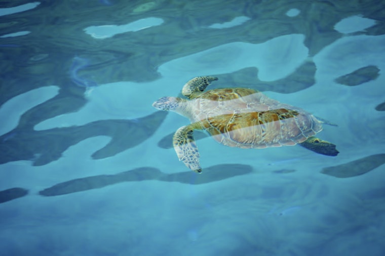 Sarasota Sea Critter Crisis as Mote Lab Juggles 3 Manatees and 25 Turtles After Freak Freeze