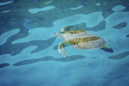 Sarasota Sea Critter Crisis as Mote Lab Juggles 3 Manatees and 25 Turtles After Freak Freeze