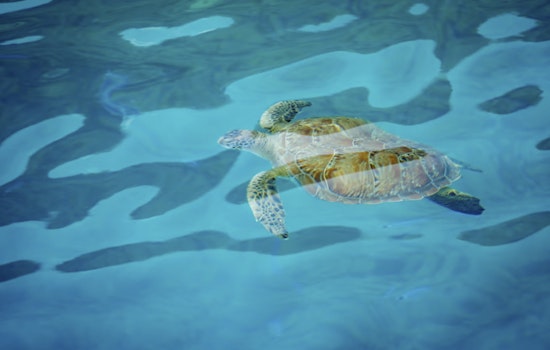 Sarasota Sea Critter Crisis as Mote Lab Juggles 3 Manatees and 25 Turtles After Freak Freeze