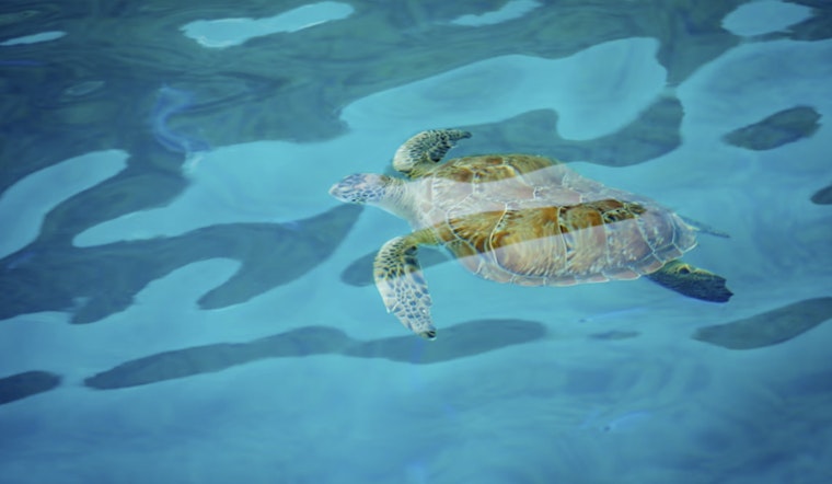 Sarasota Sea Critter Crisis as Mote Lab Juggles 3 Manatees and 25 Turtles After Freak Freeze