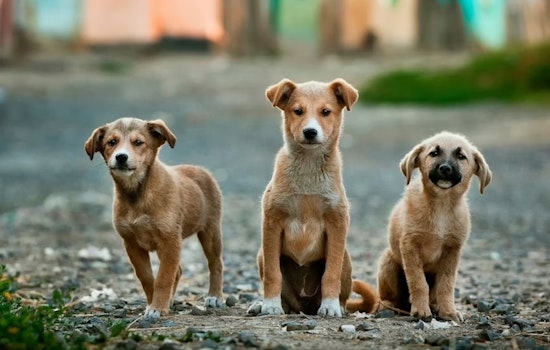 Six-Dog Roaming Pack Wreaks Havoc On Backyard Flocks Near Painesville