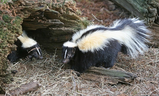 Skunk Tests Positive For Rabies In Buda — Health Alert