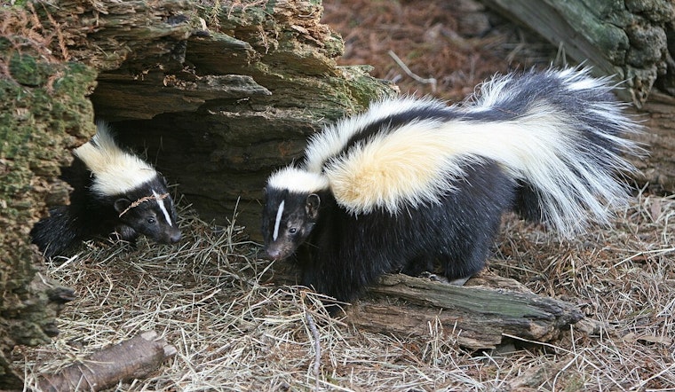 Skunk Tests Positive For Rabies In Buda — Health Alert