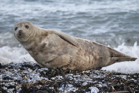 Sleepy Seal Stalls Traffic On Long Beach Boulevard In Harvey Cedars