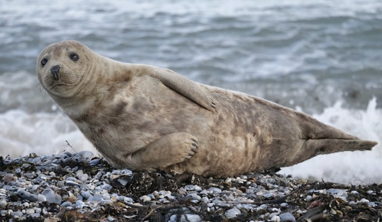 Sleepy Seal Stalls Traffic On Long Beach Boulevard In Harvey Cedars