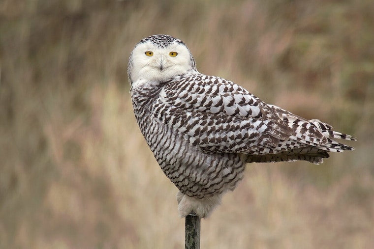 Snowy Owl Slammed On I-88 As DeKalb Rescuers Race To Save Arctic Visitor