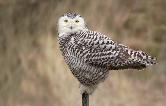 Snowy Owl Slammed On I-88 As DeKalb Rescuers Race To Save Arctic Visitor