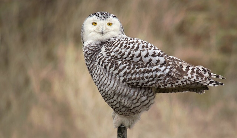 Snowy Owl Slammed On I-88 As DeKalb Rescuers Race To Save Arctic Visitor