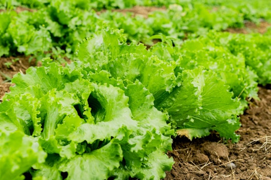 South Florida Farmers and Nurseries Deploy Protective Measures Against Rare Cold Snap