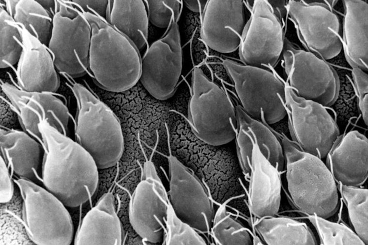 South L.A. Shelter’s Dog Lockdown Drags Into Third Week After Giardia Scare