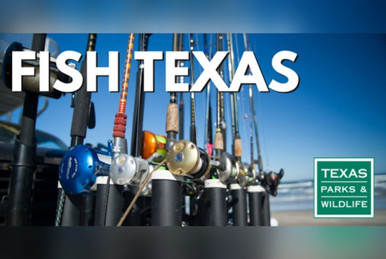 South Padre Stinks as Cold Snap Carpets Laguna Madre With Dead Fish
