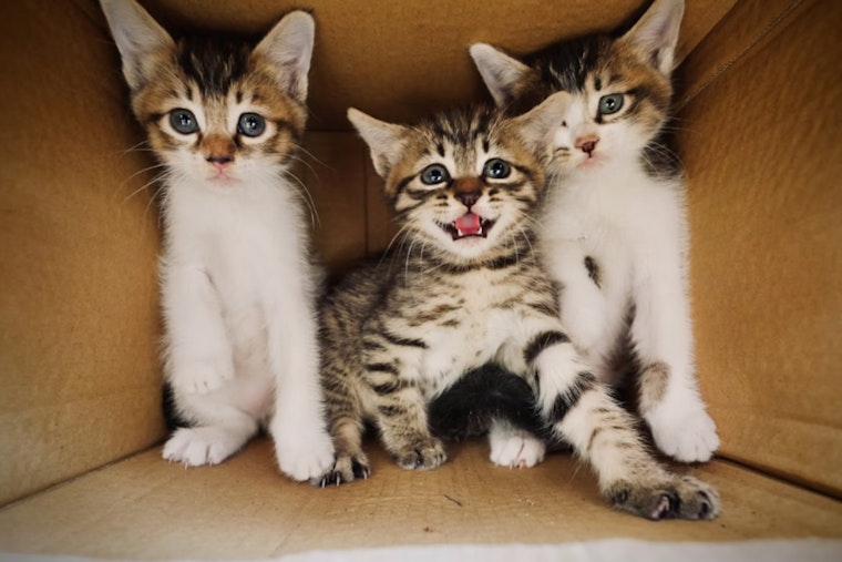 Southwest Side Neighbors Fight Back After Kitten Strangling