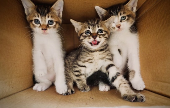 Southwest Side Neighbors Fight Back After Kitten Strangling