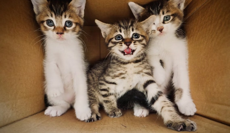 Southwest Side Neighbors Fight Back After Kitten Strangling