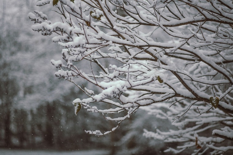 St. Louis Basks Friday, Then Braces For Weekend Snow