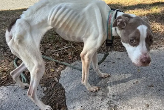 Starving Dog Olive Pulled From New Smyrna Home, Port Orange Teen Charged