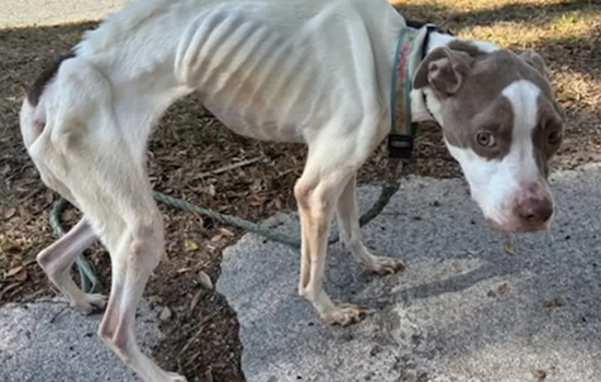Starving Dog Olive Pulled From New Smyrna Home, Port Orange Teen Charged