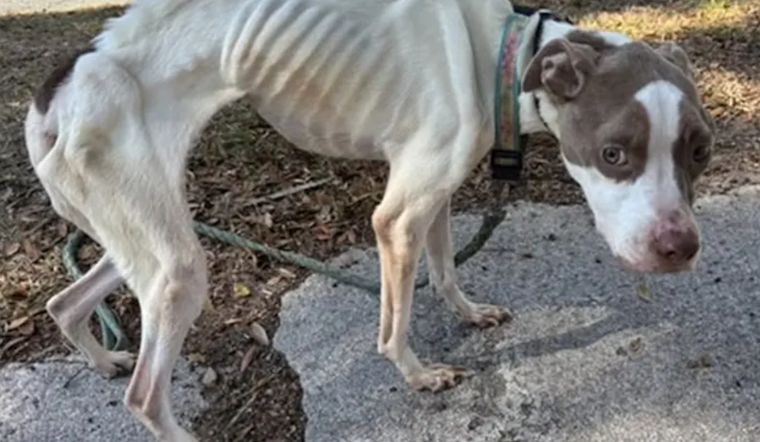 Starving Dog Olive Pulled From New Smyrna Home, Port Orange Teen Charged