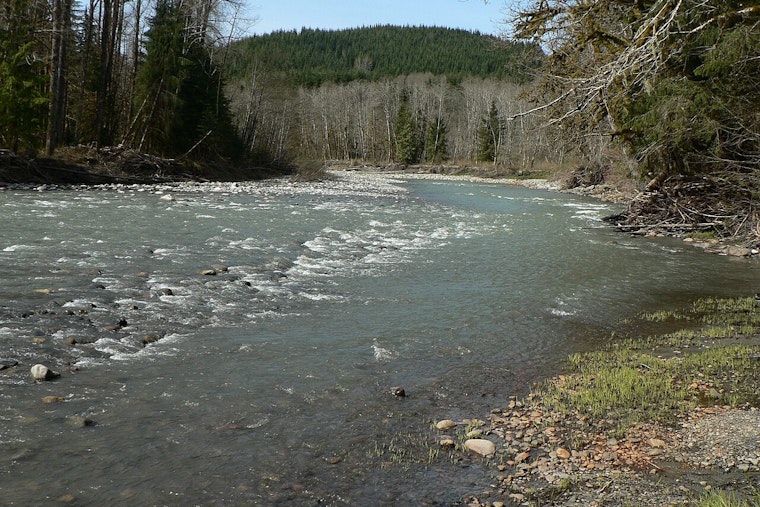 Tribe Cuts Old Farm Dikes, Lets Stillaguamish Run Wild Near Stanwood