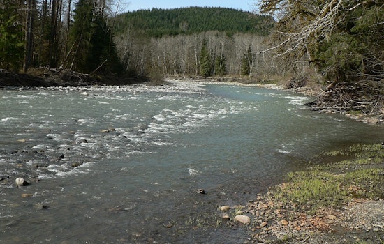 Tribe Cuts Old Farm Dikes, Lets Stillaguamish Run Wild Near Stanwood