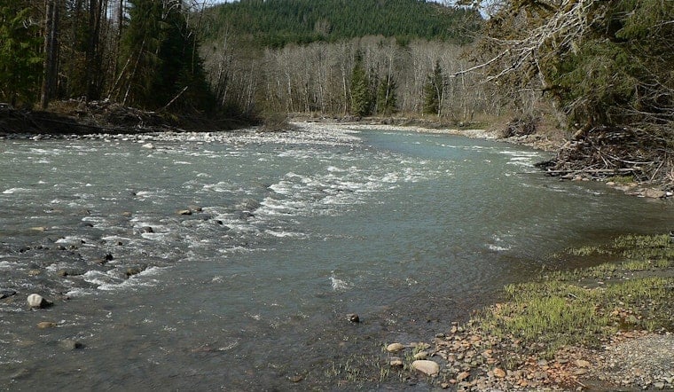 Tribe Cuts Old Farm Dikes, Lets Stillaguamish Run Wild Near Stanwood