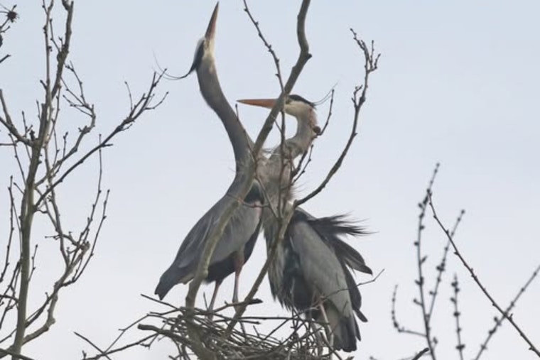 Summit Metro Parks Debunks Myths: Great Blue Herons Not Limited to Sycamore Trees for Nesting