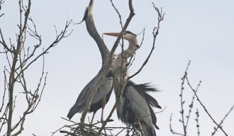 Summit Metro Parks Debunks Myths: Great Blue Herons Not Limited to Sycamore Trees for Nesting