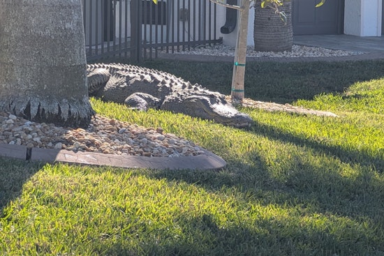 Sunbathing Gator Crashes Punta Gorda Front Lawn, Cops Roll Camera