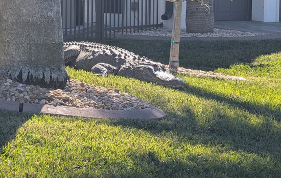 Sunbathing Gator Crashes Punta Gorda Front Lawn, Cops Roll Camera