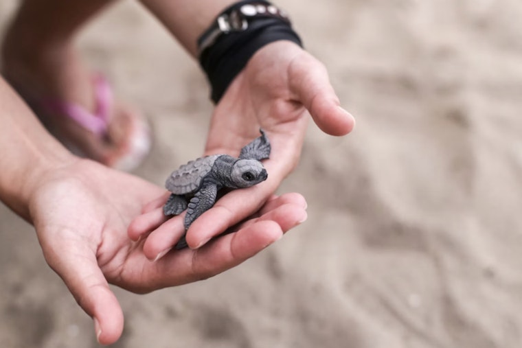 Tampa Turtle Triage as Rehab Crews Race to Thaw Cold-Stunned Sea Patients