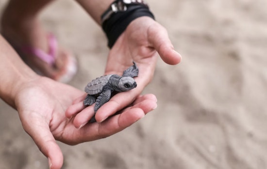 Tampa Turtle Triage as Rehab Crews Race to Thaw Cold-Stunned Sea Patients