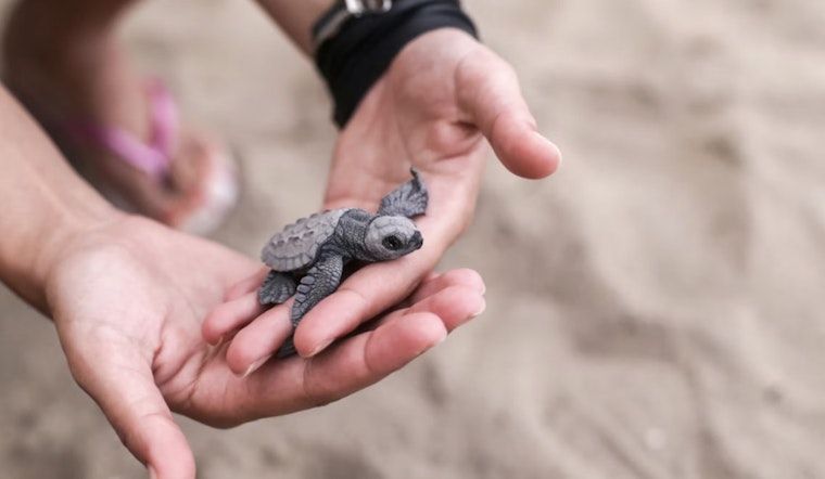 Tampa Turtle Triage as Rehab Crews Race to Thaw Cold-Stunned Sea Patients