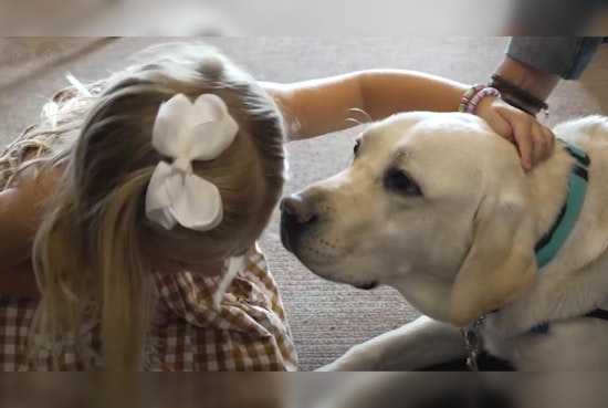 Tennessee Allows Facility Dogs To Accompany Child Witnesses