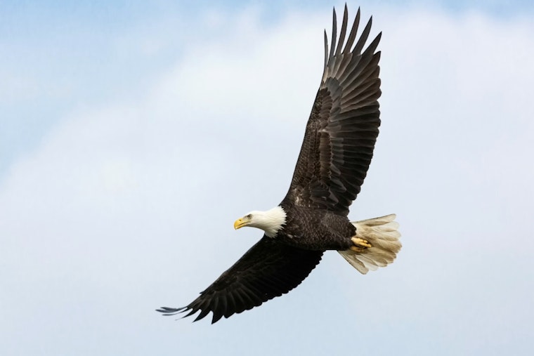 Tiny Lead Fragments Kill York County Bald Eagle Overnight