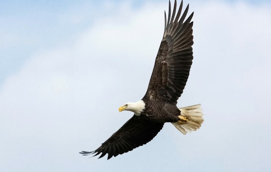 Tiny Lead Fragments Kill York County Bald Eagle Overnight