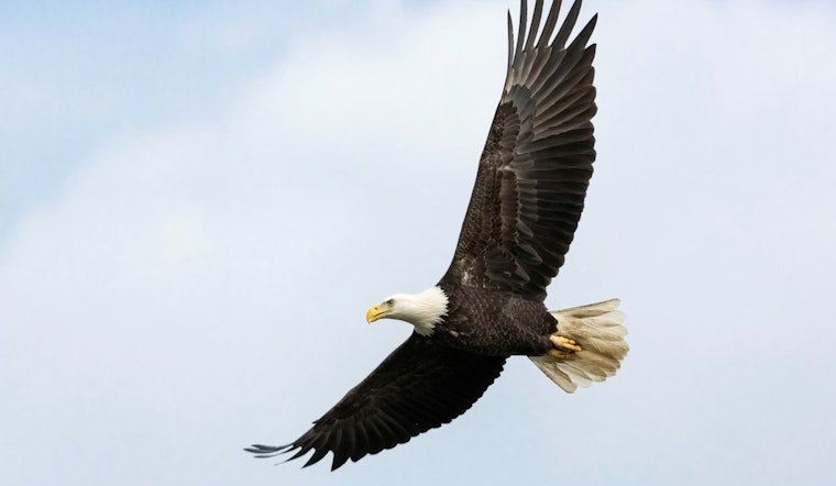 Tiny Lead Fragments Kill York County Bald Eagle Overnight