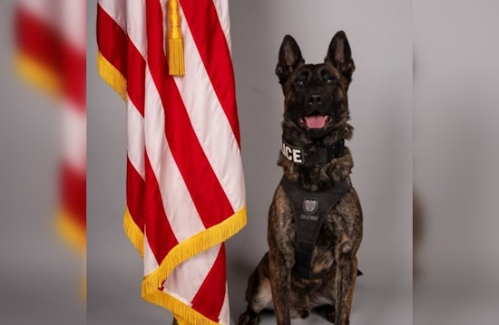 Travonte Tate Pleads Guilty to Assault on Police K9 and Resisting Arrest, Receives Maximum Sentences in Rock Hill